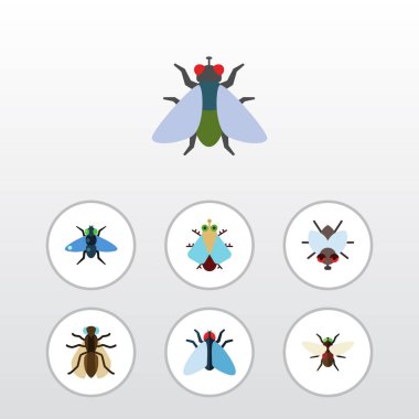 Buzz, küçük, Sivrisinek ve diğer vektör nesnelerini düz simge Mooche seti. Buzz, tatarcık, Bluebottle öğeleri de içerir.