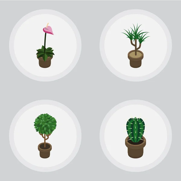 Ensemble de plantes isométriques d'objets vectoriels cultivateurs, peyotes, plantes d'intérieur et autres. Comprend également des éléments de cactus, plante, botanique . — Image vectorielle