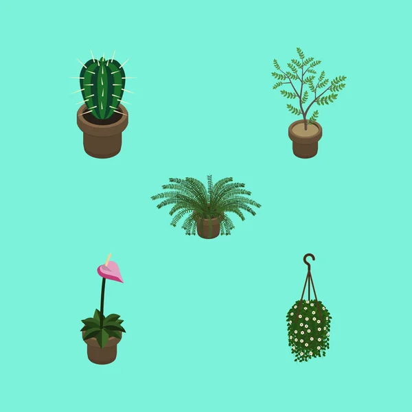 Conjunto de plantas domésticas isométricas de plantas, cultivadores, helechos y otros objetos vectoriales. También incluye flor, planta, elementos de maceta . — Archivo Imágenes Vectoriales