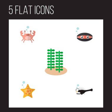 Simge düz deniz seashell, Yengeç, fener balığı ve diğer vektör nesneleri kümesi. Ayrıca spirulina, tarak, kanser öğeleri içerir.