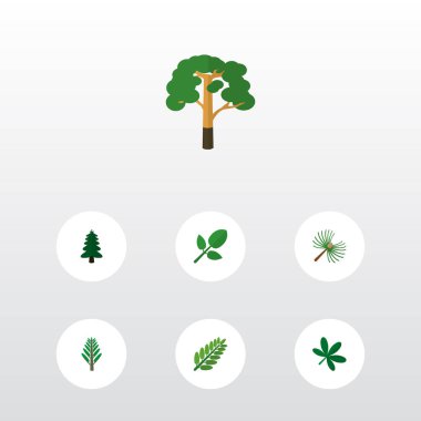 Meşe, çam yaprakları, hickory ve diğer vektör nesneleri simge düz doğa seti. Ayrıca yaprak içerir, ağaç, öğeleri bırakır.