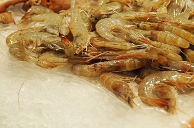 Taze karidesler soğuk buzun üzerinde yatar. Karides satışı. Taze deniz ürünleri buzda izole edilir. Beyaz buzda izole edilmiş kırmızı karidesler.