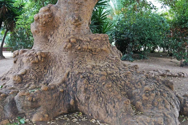 식물의 자연입니다 맘모스의 뿌리입니다 바르셀로나의 공원에 — 스톡 사진