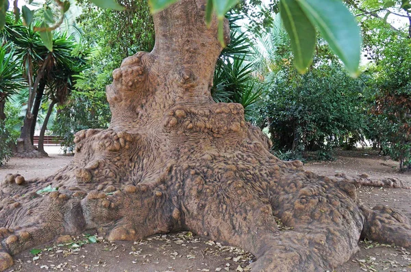 植物の野生の自然 巨大なマンモスのルーツ バルセロナの街の公園の巨木 — ストック写真