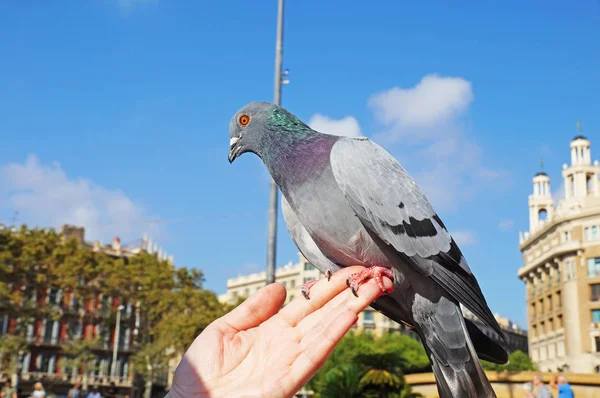 Dove Sits Woman Hand Pigeons Square Catlonia Barcelona Blue Dove — Stock Photo, Image