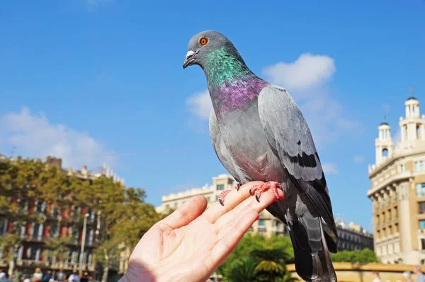 Dove Sits Woman Hand Pigeons Square Catlonia Barcelona Blue Dove — Stock Photo, Image