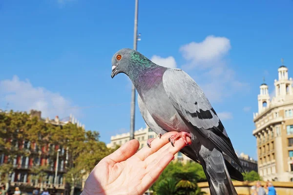 Dove Sits Woman Hand Pigeons Square Catlonia Barcelona Blue Dove — Stock Photo, Image