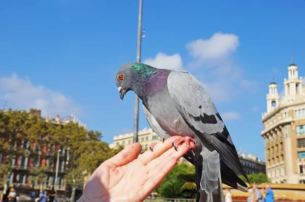 鸽子坐在一个女人的手上 在巴塞罗那的 Catlonia 广场的鸽子 — 图库照片