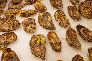 Taze istiridye soğuk buz üzerinde yalan. İstiridye satışı. Taze deniz ürünleri buza izole. Beyaz buz üzerinde izole istiridye.