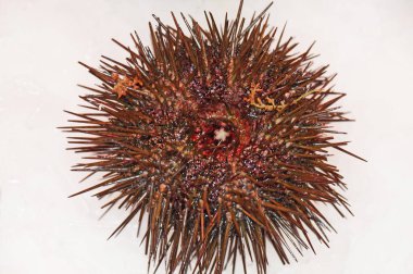 Dikenli deniz ürünleri. Deniz kestanesi soğuk buz üzerinde yatıyor. Deniz kestanesi beyaz arka plan üzerinde izole.