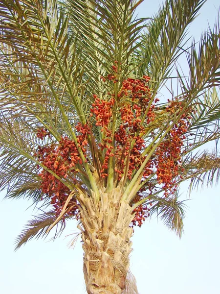 Date palm close-up. At the top of the palm are many unfertilized dates.