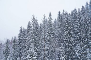 Kar köknar ve Karpat Dağları beyaz bir örtü ile kaplı. Kış aylarında Ukrayna Karpatlar. Dağlar ile iğne yapraklı orman kaplıdır.