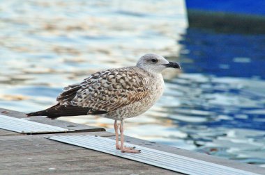 Bir martı Barcelona, ahşap bir iskele deniz kenarında duruyor.