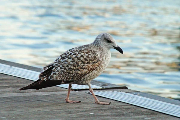 Eine Möwe Steht Auf Einem Hölzernen Pier Barcelona Der Nähe — Stockfoto