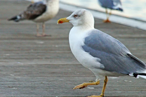 Seagull Stands Wooden Pier Barcelona Sea — Stock Photo, Image