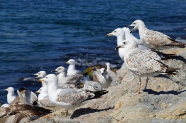 Bir sürü martı dinlenme kayalık Istanbul'da Boğaz'ın kıyısında.