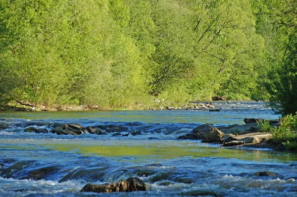 Mountain River Prut Quickly Flows Mountain Slopes Carpathian Mountains Covered — Stock Photo, Image