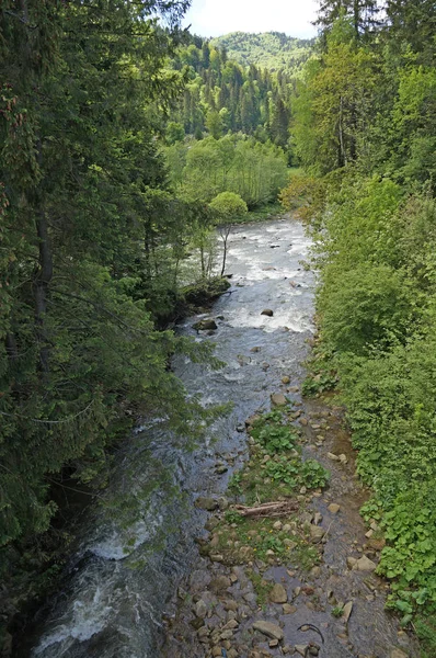 Dağ nehir Prut hızlı bir şekilde akar Karpat Dağları dağ yamaçları çevresinde yoğun orman ile kaplı..