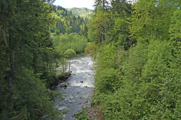 山川チェルニフツィすばやくカルパティア山脈の山の斜面の周りの流れは鬱蒼とした森で覆わ — ストック写真