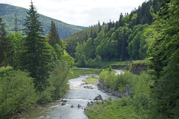 Rio Montanha Prut Flui Rapidamente Redor Das Encostas Das Montanhas Imagem De Stock