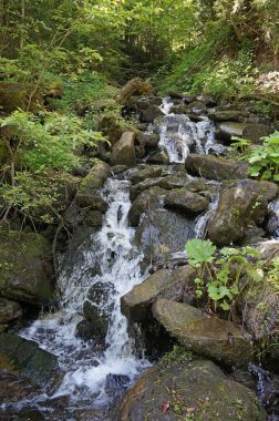 Dağ nehir Prut hızlı bir şekilde akar Karpat Dağları dağ yamaçları çevresinde yoğun orman ile kaplı..