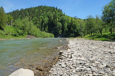 Dağ nehir Prut hızlı bir şekilde akar Karpat Dağları dağ yamaçları çevresinde yoğun orman ile kaplı..