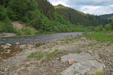 Dağ nehir Prut hızlı bir şekilde akar Karpat Dağları dağ yamaçları çevresinde yoğun orman ile kaplı..