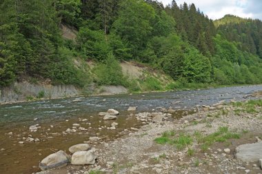 Dağ nehir Prut hızlı bir şekilde akar Karpat Dağları dağ yamaçları çevresinde yoğun orman ile kaplı..