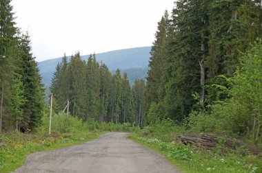 Bir yol Karpat Dağları arasında bir güneşli bahar gününde uzanır..