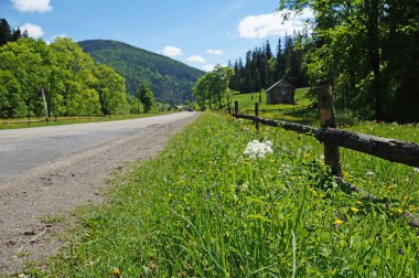 Karpat Dağları doğası. Karpatlar biteyi. Bir dağ yolu kenarında beyaz çiçek yetişir.