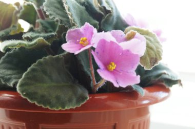 Oda menekşe yoğun alacakaranlıkta çiçek.