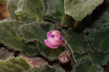 Oda menekşe yoğun alacakaranlıkta çiçek.