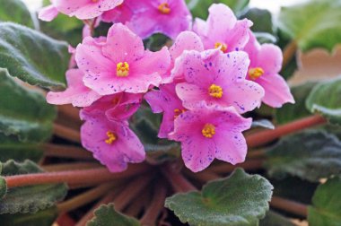 Oda menekşe yoğun alacakaranlıkta çiçek.