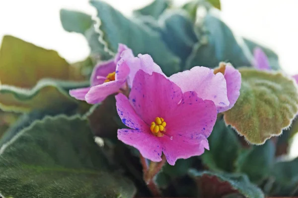 Room violet densely blooms in the twilight.