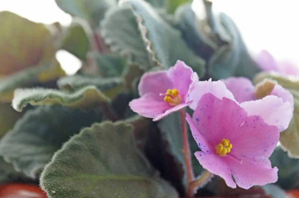 バイオレット ルーム密集黄昏に花を咲かせる — ストック写真