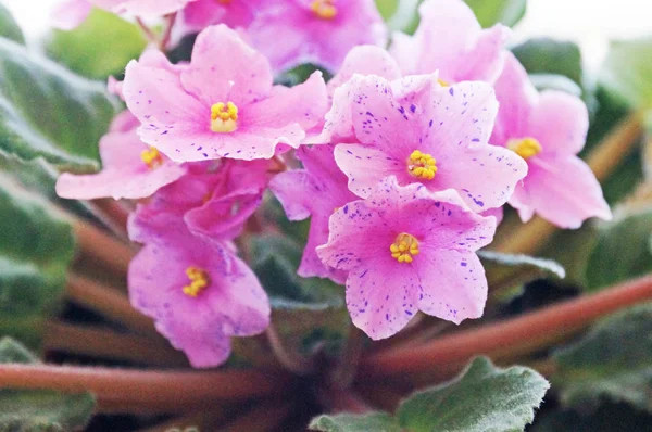 Room violet densely blooms in the twilight.