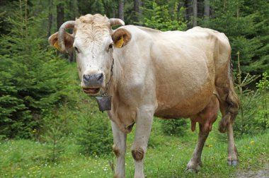 Otlatma inek Karpat Dağları'nda yolun kenarında. Ukrayna Karpatlar kırsal manzara. Dağlarda kırsal yaşam.