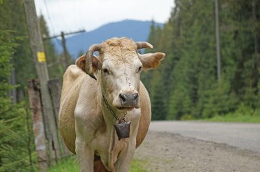Otlatma inek Karpat Dağları'nda yolun kenarında. Ukrayna Karpatlar kırsal manzara. Dağlarda kırsal yaşam.