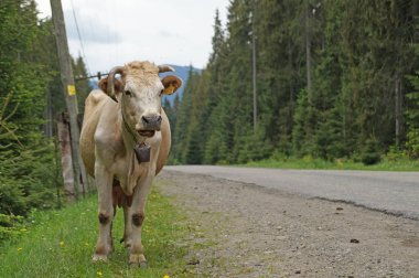 Otlatma inek Karpat Dağları'nda yolun kenarında. Ukrayna Karpatlar kırsal manzara. Dağlarda kırsal yaşam.
