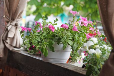 Pembe ve beyaz çiçekler açar tencere üzerinde açık havada bir çit.