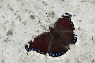 Siyah kelebek ısıtır, Güneş banyoları beyaz bir taş alır.