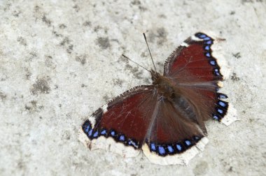 Siyah kelebek ısıtır, Güneş banyoları beyaz bir taş alır.