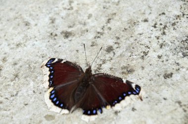 Siyah kelebek ısıtır, Güneş banyoları beyaz bir taş alır.