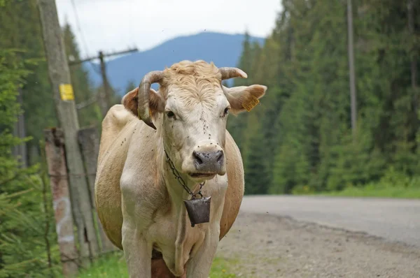 Otlatma inek Karpat Dağları'nda yolun kenarında. Ukrayna Karpatlar kırsal manzara. Dağlarda kırsal yaşam.