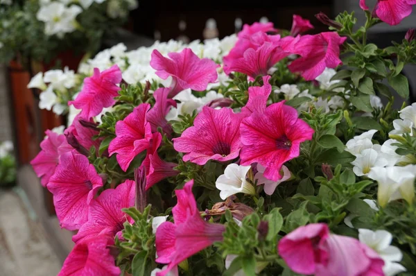 戸外でフェンスの上の鍋でピンクと白の花が咲き — ストック写真