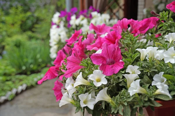 戸外でフェンスの上の鍋でピンクと白の花が咲き — ストック写真