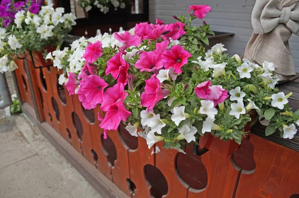 戸外でフェンスの上の鍋でピンクと白の花が咲き — ストック写真