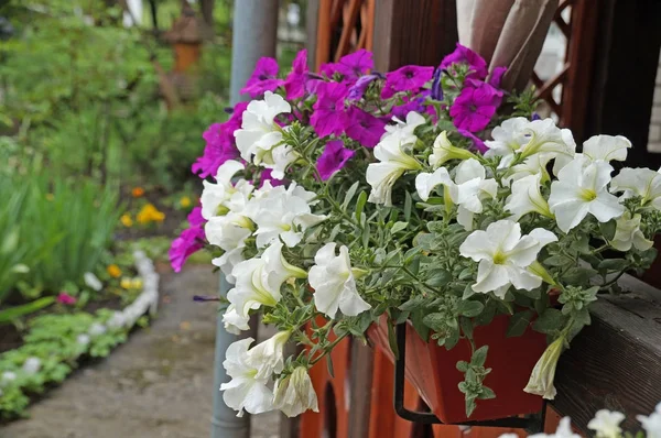 Ροζ Και Λευκά Λουλούδια Ανθίζουν Γλάστρες Έναν Φράκτη Στο Ύπαιθρο — Φωτογραφία Αρχείου
