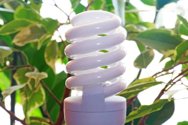 Energy saving light bulb on a background of green plant leaves.