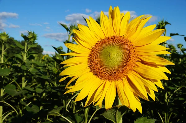 The flower of a sunflower blossoms beautifully on a sunny summer day on a field of sunflowers. One flower stands out from the mass.